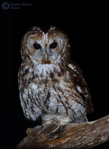 Tawny owl (Strix aluco) Garry Smith